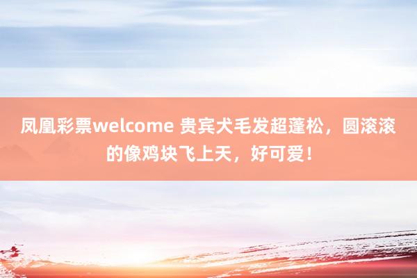 凤凰彩票welcome 贵宾犬毛发超蓬松，圆滚滚的像鸡块飞上天，好可爱！