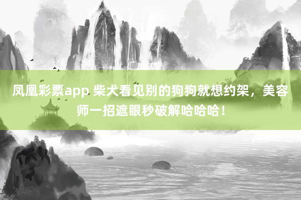 凤凰彩票app 柴犬看见别的狗狗就想约架，美容师一招遮眼秒破解哈哈哈！